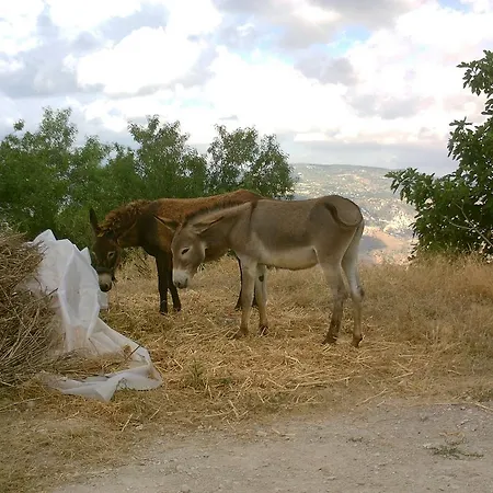 בית כפרי Thalou Stone House קאקופטריה